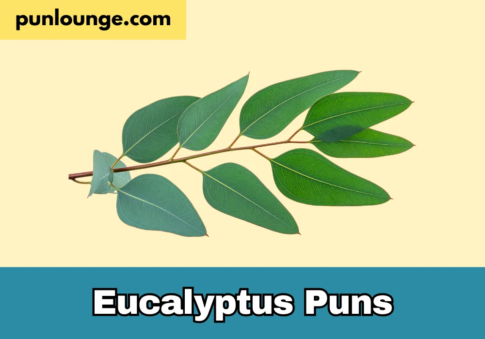 Eucalyptus puns